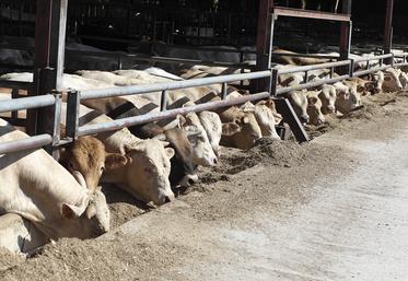 De l'agriculteur coopérateur à l'éleveur non coopérateur en passant par la société de négoce et l'agriculteur méthaniseur, tous sont touchés par la nouvelle politique de commercialisation des pulpes par la groupe sucrier Tereos.