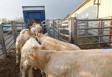 Plus de 85 000 bovins français avaient été exportés vers l’Espagne en 2022. 