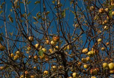 Pommes à cidre