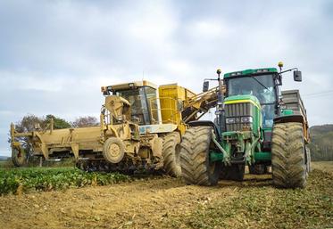 Les planteurs peuvent espérer approcher un rendement de 90 t/ha à 16° et une rémunération de 30 €/t pulpes comprises. 