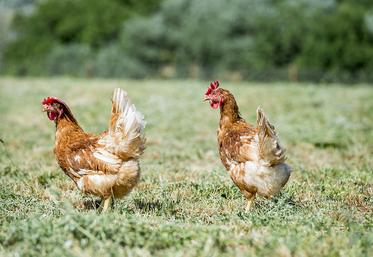 Les modes d’élevage alternatifs (sol, plein air et bio) gagnent du terrain chaque année au détriment de l’œuf «en cage».