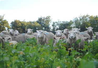 Les brebis et agneaux peuvent détruire la moitié des couverts végétaux. Le reste est restitué au sol.