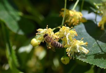 La production 2023 de miel de tilleul réalisée dans l’aire géographique de la future IGP est estimée à plus de 100 tonnes. 