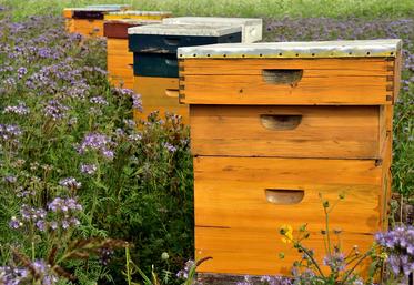 Mieux connaître les abeilles permet de communiquer auprès du grand public  sur les bénéfices des pratiques agricoles. 