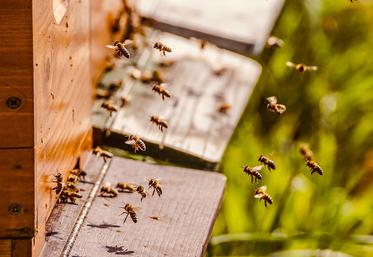 Les apiculteurs samariens font leur première récolte de miel avec trois semaines d’avance par rapport à d’habitude. 