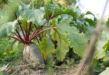 Les légumes font partie des productions bio qui subissent une brutale chute des ventes.  
