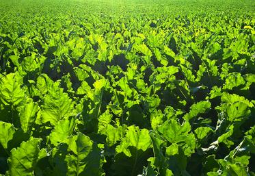 Dès la campagne 2021, les agriculteurs ont dû réfléchir au traitement de semence à choisir pour leur rotation, puisque  le traitement de semence NNI n’est possible qu’en fonction du choix de la rotation. 