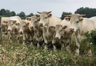 Parmi les contrats que propose Cobevial, le Ch’ti bœuf signé avec Lidl pour les charolaises, est «particulièrement intéressant». 