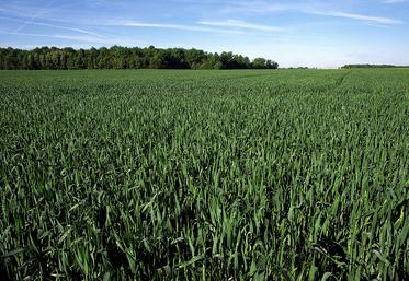 En cas d’atteinte des seuils de nuisibilité, un déclenchement avant le stade DFE pourra s’envisager, à condition de ré-intervenir pour protéger la dernière feuille une fois complètement étalée. 