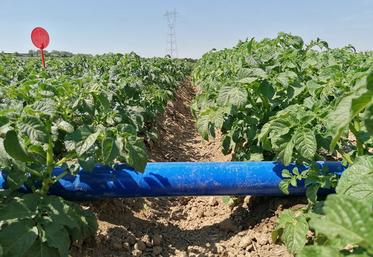 Le goutte à goutte, qui existe en pommes de terre, a du mal à se développer  du fait de son coût.