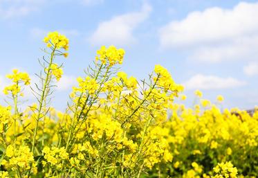 La progression du chiffre d’affaires du groupe Avril s’explique par la hausse du prix des matières premières et un contexte économique mondial inédit. 