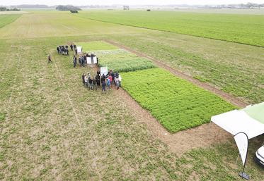 Plateforme d’essais nouvelles cultures soja, lentilles, pois cassés ou chiches, lupin, tournesol à Woignarue (80).