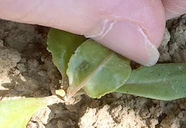 Colonie de pucerons verts aptères, parcelle d’essais secteur Rosières-en-Santerre.