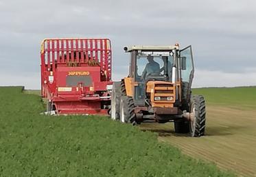 Récolte de luzerne pour affouragement en vert.