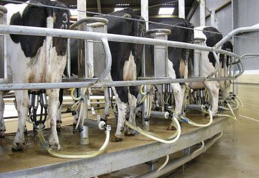 Surveillance de la qualité du lait en élevage équipé d'une salle de traite rotative extérieure.