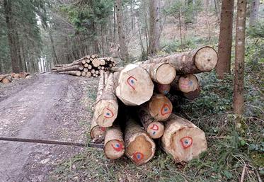 Les travaux forestiers permettent de bénéficier d’un crédit d’impôt de 25 %  dans certains cas et dans une limite de 12 500 € pour un couple, par exemple.