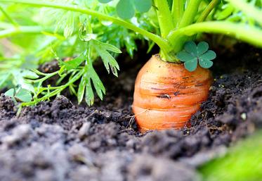 Les carottes sont surtout produites dans les terres profondes du Santerre, favorables à la longue conservation. 
