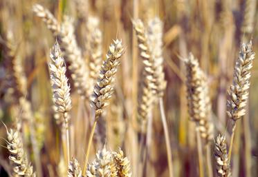 Les prévisions météo laissent espérer le retour du temps sec, qui devrait permettre une récolte du blé à un taux d’humidité dans la norme, avec un PS préservé.