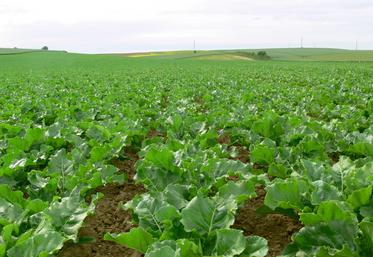 surfaces betteraves à sucre