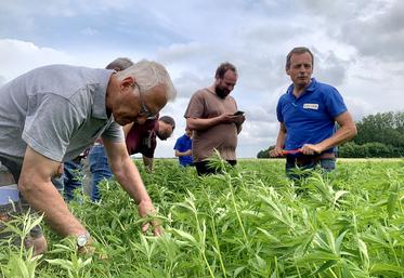 Environ 150 ha de chanvre sont cultivés cette année dans le Nord, le Pas-de-Calais, l’Oise et la Somme