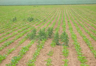 Une première étape de détection des chardons est nécessaire. 