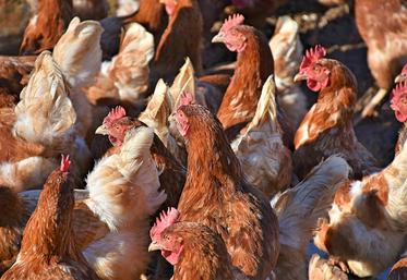 La tâche n’est pas facile pour l’interprofession volailles car il faut affronter des concurrents étrangers redoutables tout en faisant la promotion du modèle d’élevage français face aux attaques malveillantes des associations vegan comme L214.