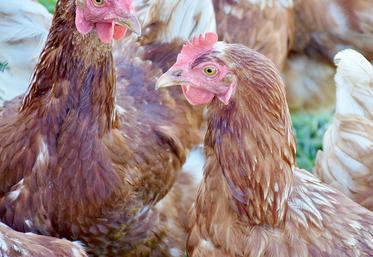 Preuve d’un changement aun sein de la filière œufs, les élevages plein air (23 %), les élevages au sol (20 %), biologiques (16 %) et Label rouge (6 %) constituent désormais l’essentiel de la production, mais la question  de l’ovosexage reste un sujet complexe.