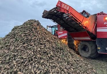 Récolte des parcelles d’essai le 5 octobre dernier : les rendements font le grand écart entre 10 et 50 tonnes à l’hectare dans le meilleur des cas.