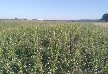 Le choix des espèces doit se faire en fonction des services attendus. Pour guider les agriculteurs dans leurs choix, Semae met à disposition un outil d’aide à la décision en ligne.
