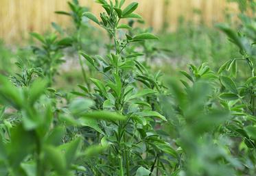 Le ministère ambitionne notamment de doubler la surface de légumineuses d’ici à 2030.