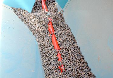 Mieux vaut semer tôt pour permettre au couvert de bien se développer.