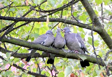À présent, en ligne, le chasseur peut obtenir de manière instantanée les autorisations de destruction des espèces  suivantes : renard, fouine, corbeau freux, corneille noire, pigeon ramier, pie bavarde et étourneau sansonnet.