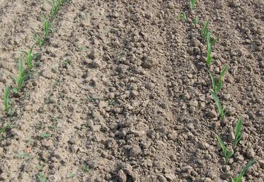 Passage de herse étrille sur la moitié droite, la première levée de mauvaise herbe est détruite à 100 %.