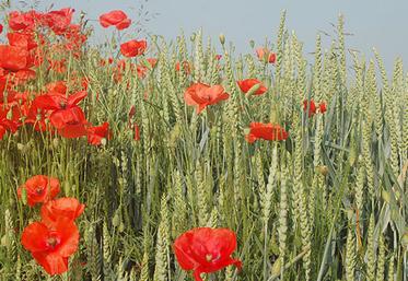 Après le vulpin et le ray-grass, l’agrostis et le coquelicot deviennent aussi  problématiques en céréales. 