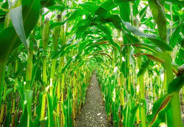 Pour être juste, le prix d’un maïs sur pied s’établit en fonction du rendement  en grain, de la cotation sur le marché et de la culture qui sera implantée  par la suite. 