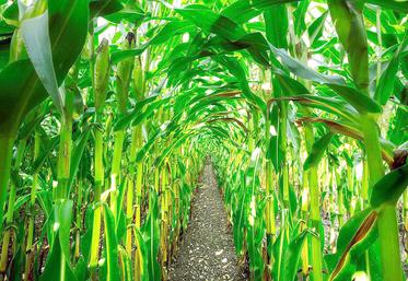Comme la rotation des cultures inclut le couvert hivernal, la monoculture de maïs reste possible.