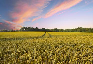 La taille moyenne des exploitations continue de progresser. Elles mesuraient en moyenne 69 ha en 2020,  soit 14 de plus qu’en 2000.