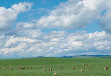 L’un des objectifs de la Chine, via son plan quinquennal, de produire 41 millions de tonnes (Mt) de lait d’ici 2025 pourrait être atteint dès cette année.