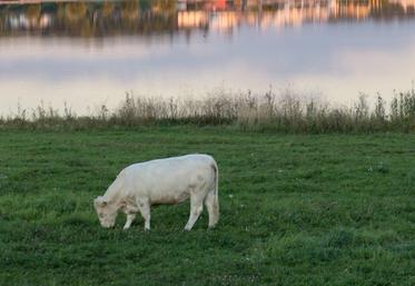 La plupart des nouveaux sites où la qualité de l’eau se dégrade «se trouvent principalement dans les zones de retournement de prairies, et notamment  en Normandie», constate l’Agence de l’eau Seine-Normandie.