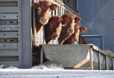 Le GDS conseille très vivement de mettre en place une quarantaine des animaux qui entrent à l’exploitation et d’effectuer un contrôle sérologique au regard  de l’IBR. 