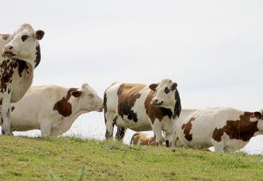 Les quatre-vingt-dix producteurs de la coopérative laitière de la Bresle ont livré 48 Ml de lait en 2020. 