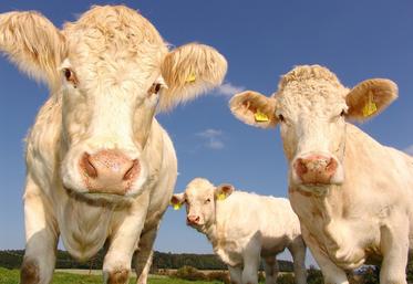 Au 1er janvier 2022, les éleveurs devront avoir signé un contrat de trois ans minimum pour les jeunes bovins, génisses, et vaches allaitantes de races à viande. Une mesure issue de la loi Egalim 2.
