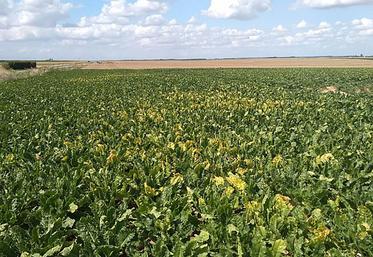 L’interdiction confirmée de l’utilisation des néonicotinoïdes en enrobage  de semences fait craindre un nouvel épisode de jaunisse en 2023 dans les parcelles de betteraves françaises.