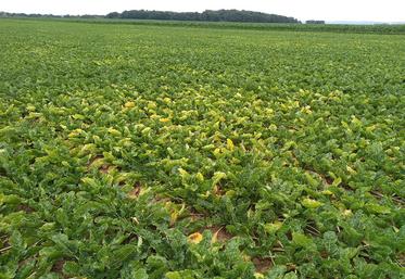 Limiter la pression virale est le premier levier de lutte contre la jaunisse.