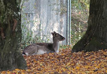 Au sein de la commission des affaires économiques du Sénat, on estimait que l’engrillagement «pose des problèmes de sécurité incendie et de sécurité sanitaire, empêche la libre circulation de la faune  et nuit au développement du tourisme rural». 