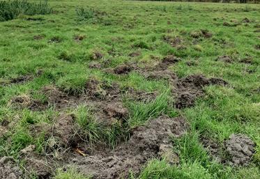 dégâts de sangliers