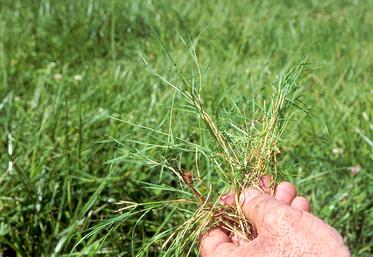 Pour conserver le plus longtemps possible une prairie de qualité, il faut commencer par identifier et éliminer les causes de dégradation. 