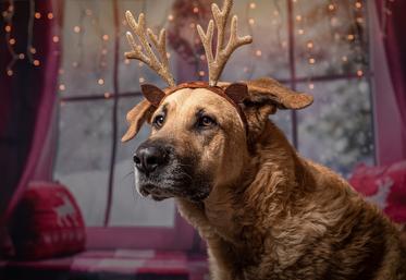 animaux et fêtes de fin d'année