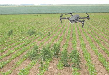 Désherbage ciblé à l’aide d’un drone.