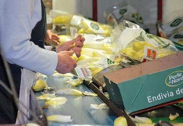 Pour la Région Hauts-de-France, «miser sur la concurrence des fournisseurs ne suffira pas à obtenir un prix permettant  aux endiviers de survivre cet hiver».